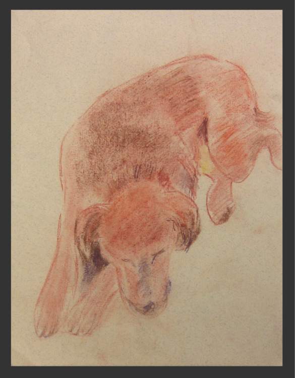 My Dog Gold in Pastel