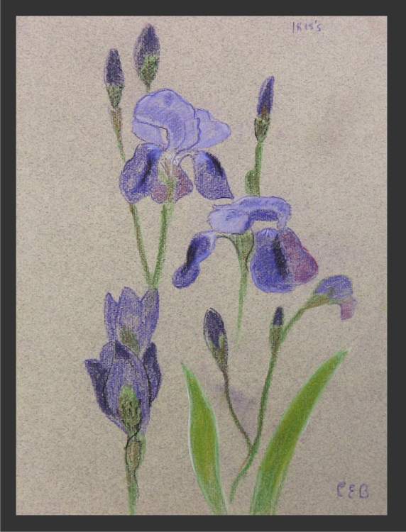 Iris - Pastel Sketch