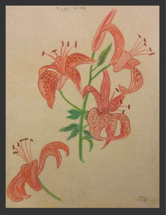 Tiger Lilies - Pastel Sketch