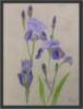 Still Life Iris Plant - Pastel Sketch